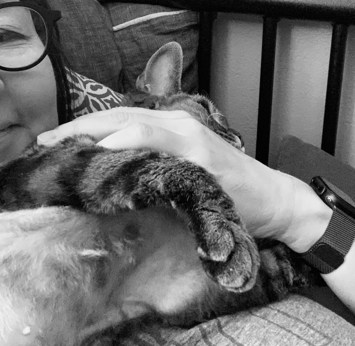 PiiaJallinojaX's tweet image. Päivän kohokohta Lyytin kanssa #devonrexcats