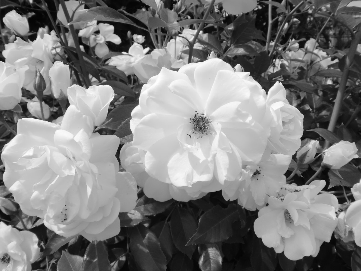 Asai モノクロ写真 モノクロ写真のバラ 白黒のバラ 写真 Roses Rose 日本 Followers Beautiful Photo Photography Photographer Flower 花 白黒の花 植物 植物類 Flowers Insta Instagram Flowers バラ 21年 T Co Yybqpxrzv0