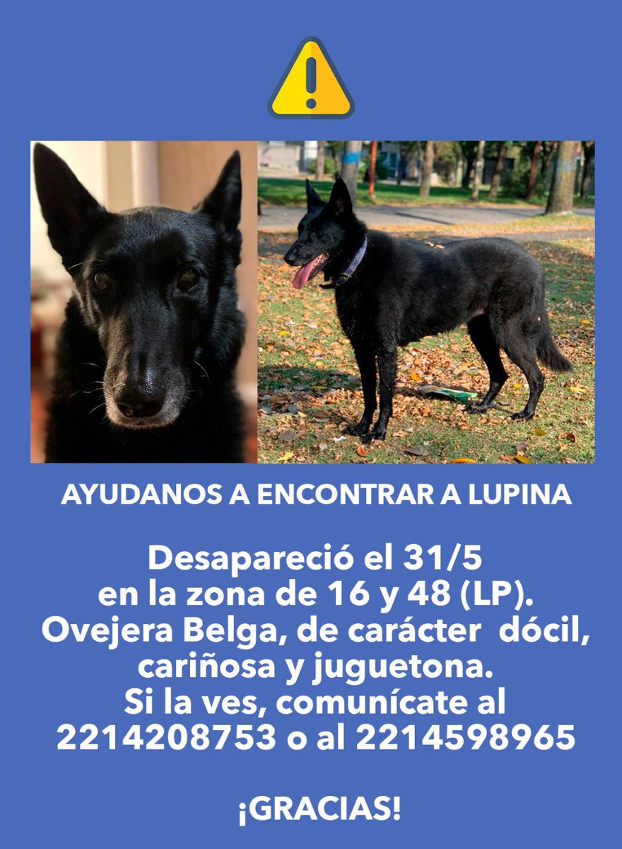 #LaPlata #PerrosPerdidos #PerrosPerdidosLaPlata 
- Si vieron a Lupina, manden #DM.
