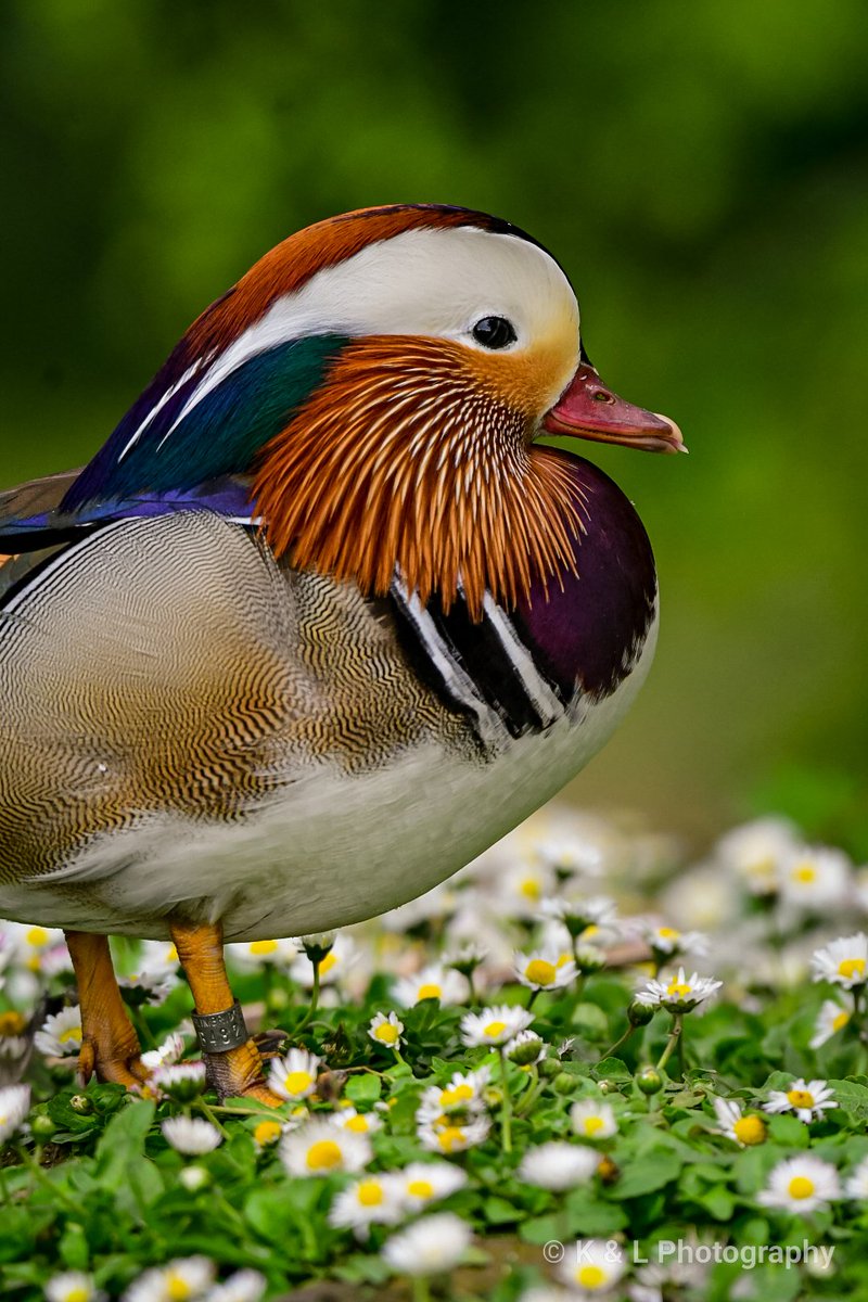 A beautiful mandarin duck. @WWTLlanelli @_BTO @WildlifeMag @BBCSpringwatch #BBCWildlifePOTD