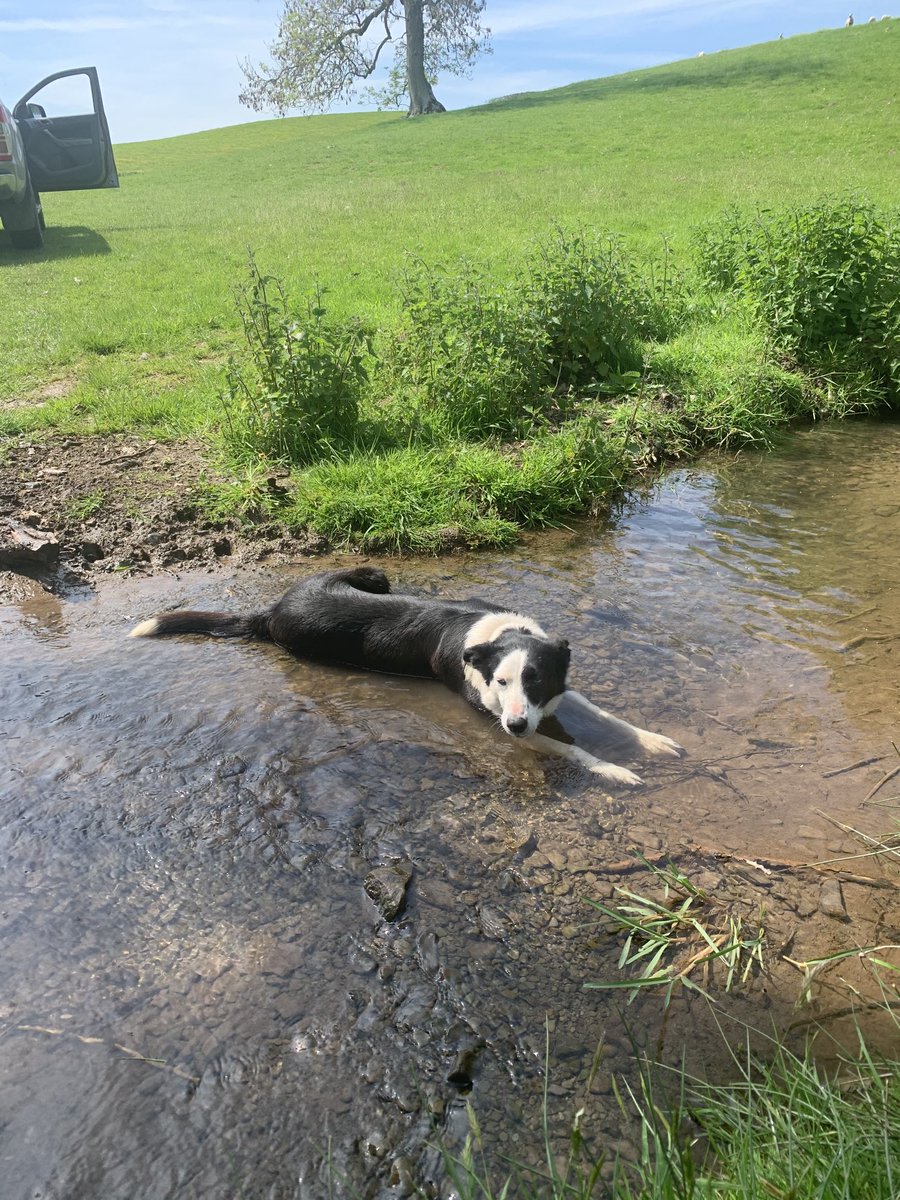 ColinPowell10's tweet photo. After a busy day shearing yesterday a little bit of hydrotherapy this morning after a light workout! https://t.co/p7s6Ef5Ob1