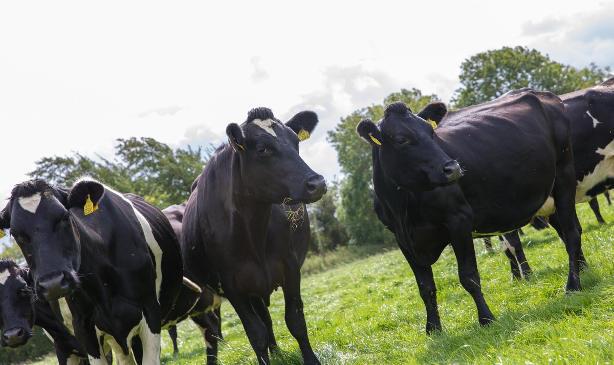 Happy World Milk Day 🌎🥛
Cahill's Cheese would like to thank Irish dairy farmers and Irish dairy cows who consistently produce the highest quality milk possible. 
Thank you for your constant hard work we are forever grateful! 🐄🥛