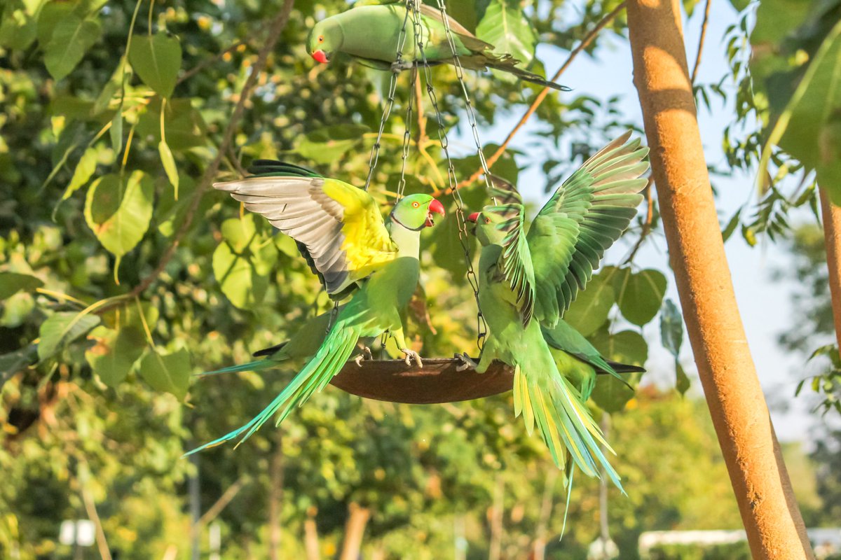 priyanshd2's tweet photo. Hey twitter today is #WorldParrotDay I'm sharing some of best work.  #ParakeetsOfIndia  #WorldParrotDay #IndiAves 
#ThePhotoHour
#birds
#birdwatching
#birdphotography
#birding
#NaturePhotography #BBCWildlifePOTD #TwitterNatureCommunity @ParveenKaswan
@Avibase https://t.co/G1DBIXAMlv