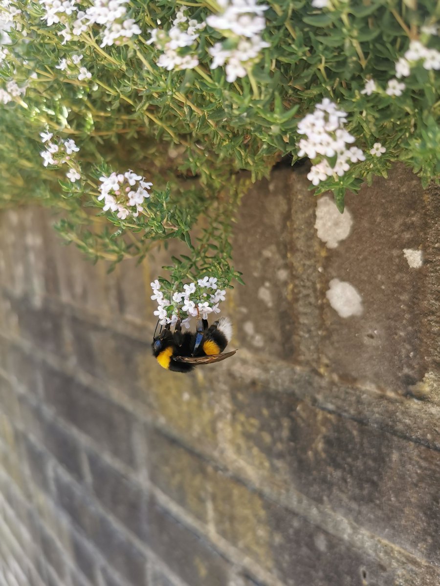Als je een bij/hommel (en wesp) vriendelijke tuin wil: tijm! Prachtig om naar te kijken, vooral de dikke hommels. Alleen de wespen is iets minder zo direct naast de poort🙈 #bijvriendelijketuin #blijebij