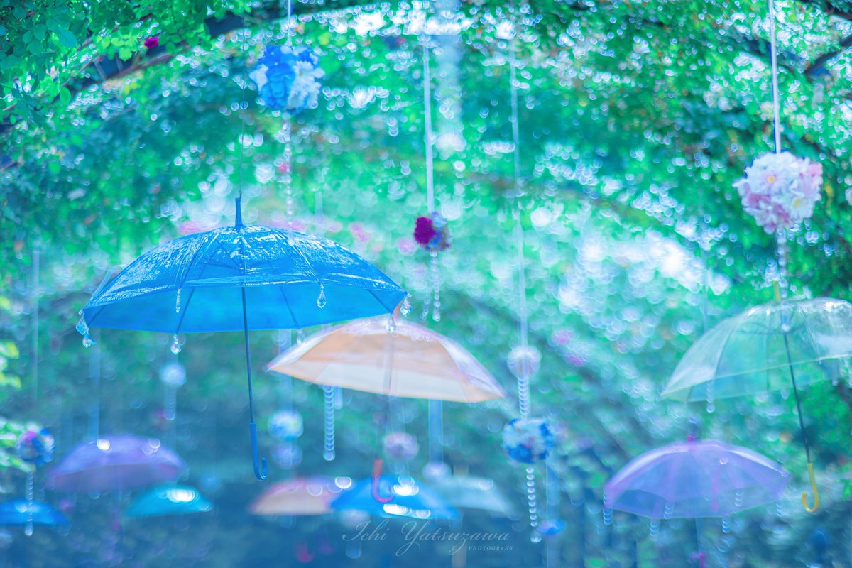 Ichiph's tweet image. 幻想の世界へ
アジサイとアンブレラは友達