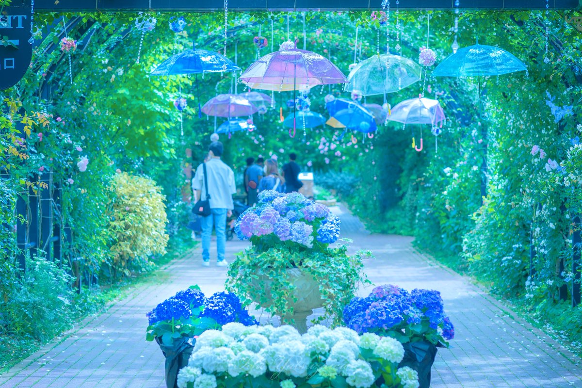 Ichiph's tweet image. 幻想の世界へ
アジサイとアンブレラは友達