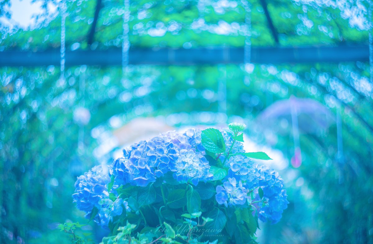 Ichiph's tweet image. 幻想の世界へ
アジサイとアンブレラは友達