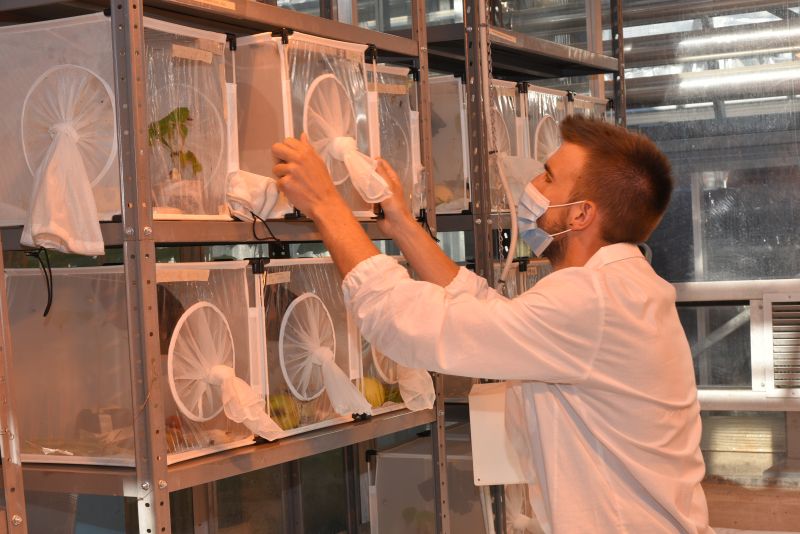 I cittadini trentini che raccolgono almeno 10 cimici asiatiche -  in un bicchiere con frutta o verdura - possono chiederne il ritiro alla <a href="/fondazionemach/">Fondazione Edmund Mach</a> dove vengono allevate per riprodurre le vespine che le combattono urly.it/3d8_g