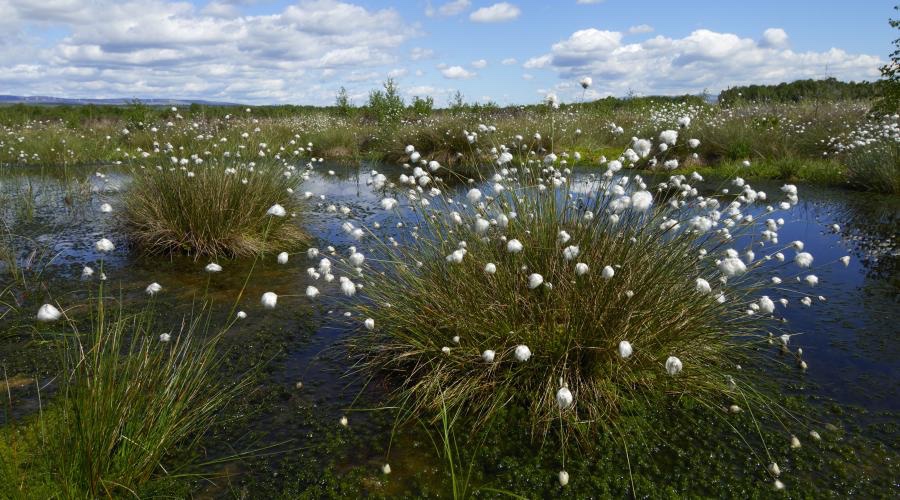 ZeptoApp's tweet photo. Flanders Moss National Nature Reserve is a great peatland habitat managed by @nature_scot and well worth a visit.

Especially with 3 new Zepto trails to explore - Flora, Wildlife and Environment! 

#zeptonature #timeinnature
📸 © @nature_scot https://t.co/vhijnlNHGt