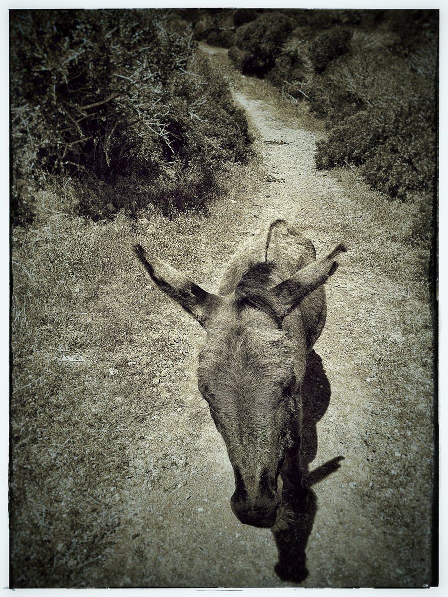 dgrandi70's tweet photo. #asinara liberi e selvaggi https://t.co/NP4IVMmyeI
