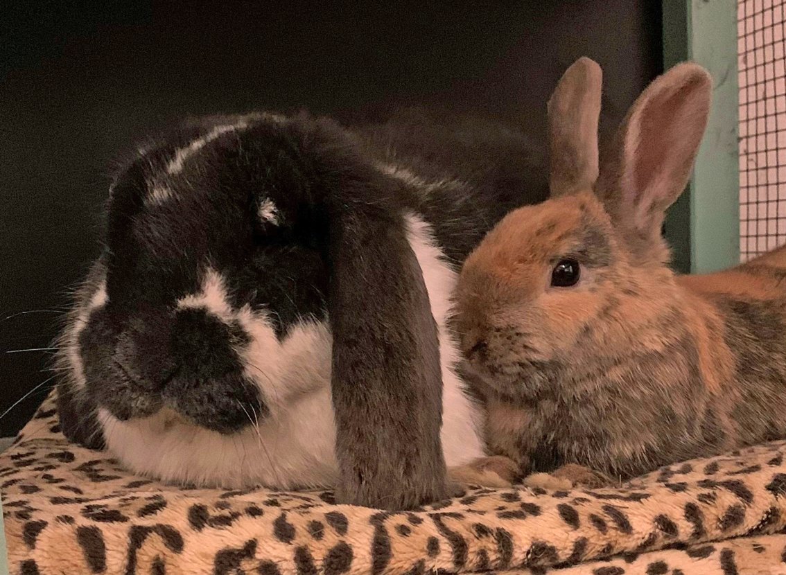 animalhealthEU's tweet photo. This week is #RabbitAwareness week!
Pet rabbits have completely different needs than cats and dogs.
Some things to remember:
β‘οΈ They are a long-term commitment
β‘οΈ They need a lot of space
β‘οΈ And loads of fresh hay
Find out more here π
https://t.co/laQJqikJC2 https://t.co/msfGR3uZB0