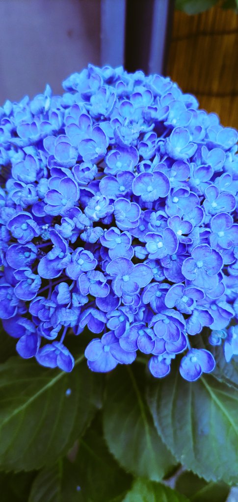 くまい もとこ 紫陽花って 色々な種類があるのですね T Co 6kpv9bxjvg Twitter くまい もとこ 紫陽花って 色々な種類があるのですね T Co 6kpv9bxjvg Twitter