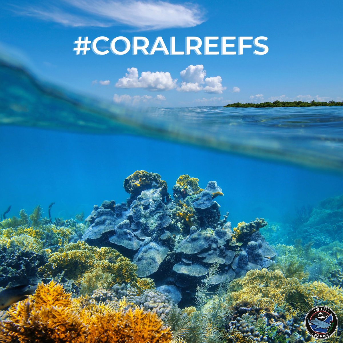 #WorldReefDay 

Coral Reefs are one of Earth's most diverse ecosystems. 

Currently, coral reefs face issues and threats from overfishing, pollution, and coral bleaching. 

Visit now: azraqme.org/reef-rescue

Let us protect our coral reefs...

For the ocean 🌊 

#azraqme