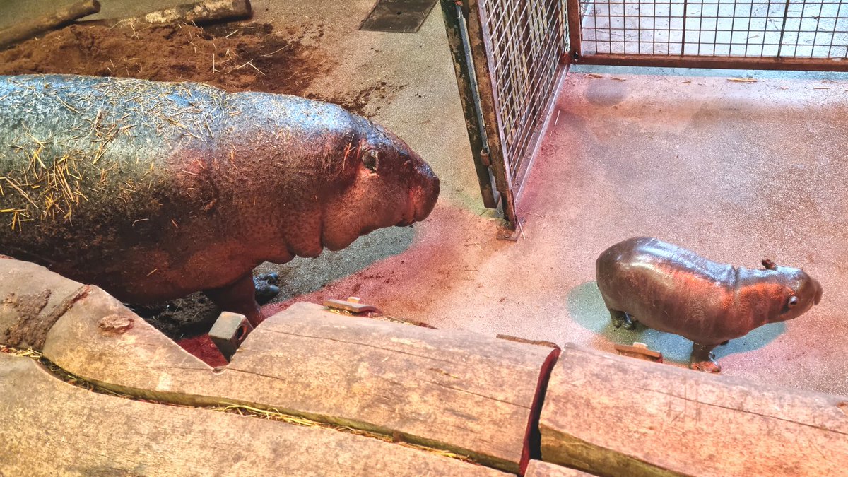 MStoddartDesign's tweet photo. Mark adores #hippos - the inspiration for some of his tables has come from trips to #Africa to see these beautiful giants. Due to COVID-19, Mark has travelled to  @EdinburghZoo to meet baby Pygmy hippo, Amara &amp; mum, Gloria 🦛🖤 #markstoddart #artist #designer #edinburghzoo https://t.co/ojVBbKIhCu