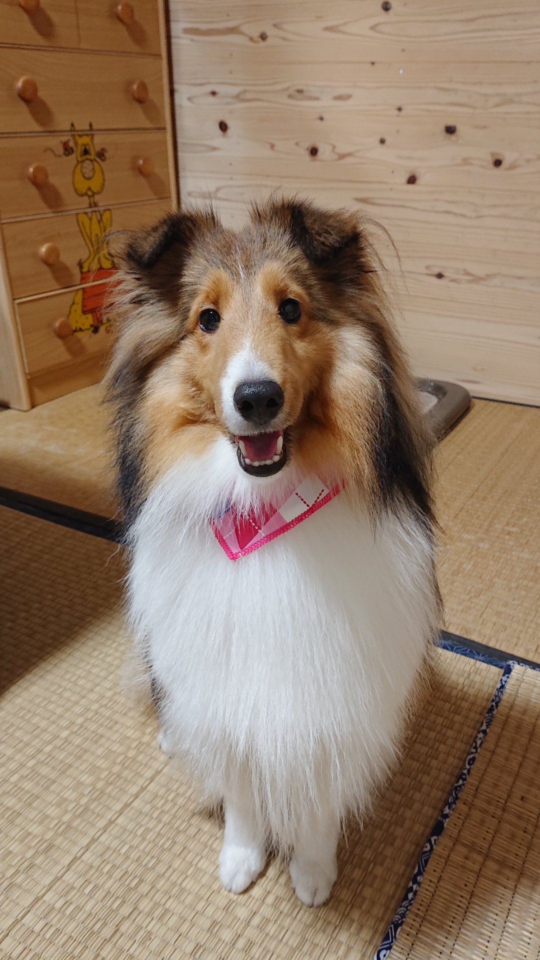 カントリーシェルティー ちゃちゃ Countryshelty Twitter
