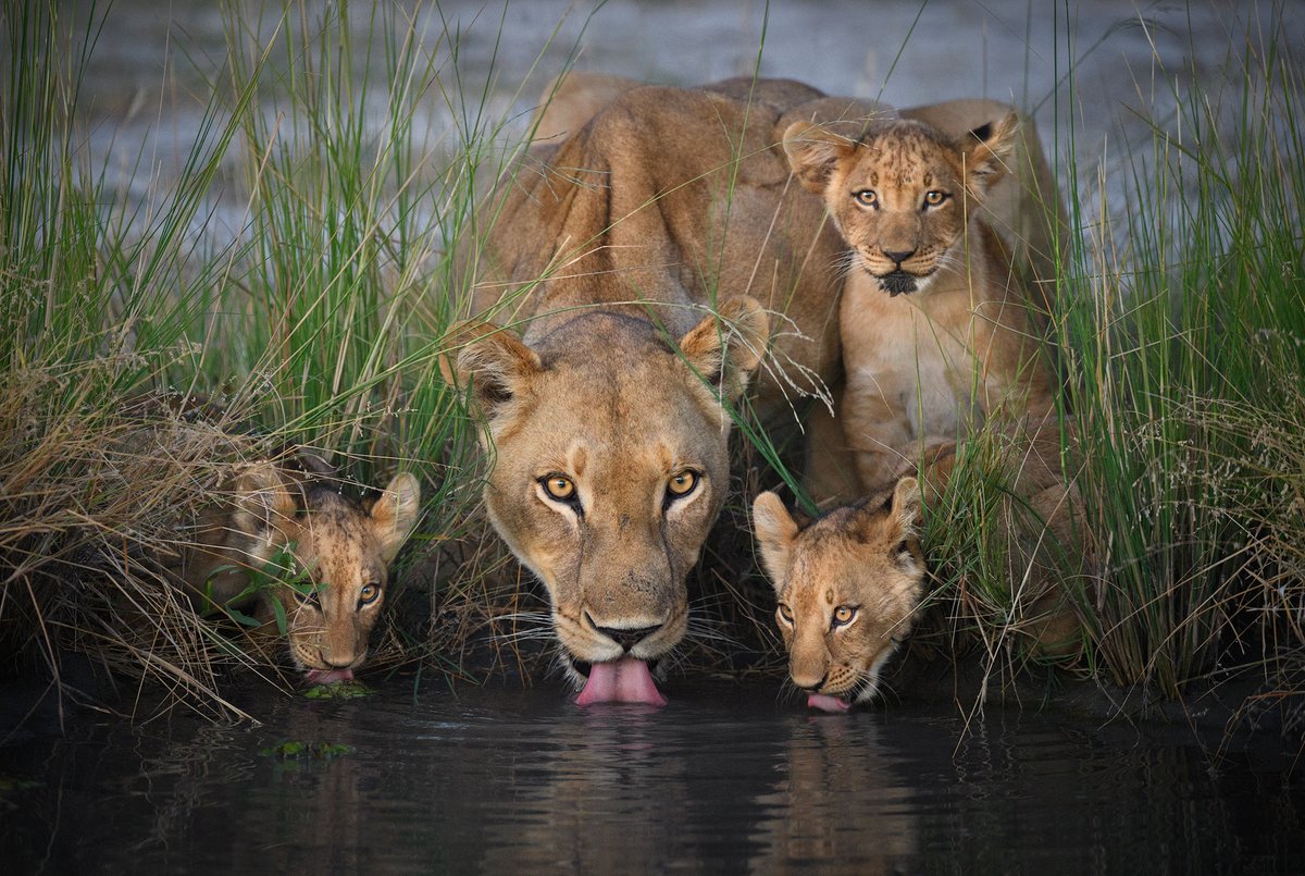 Ali_Manzu's tweet photo. Lioness and her cabs Photo courtesy of Marsel van Oosten New #Big5project https://t.co/Qv2TZZ9ms0