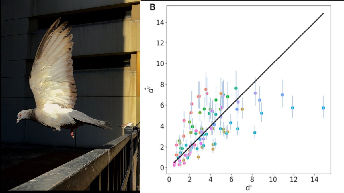 Jair García (@jirgarci) on Twitter photo Finally here it is ! Our model predicting discrimination for violet sensitive birds based on real colour discrimination behaviour and a simple colour distance metric has just been published at <a href="/FrontEcolEvol/">Frontiers - Ecology & Evolution</a>
frontiersin.org/articles/10.33………
<a href="/OzBeeUVBG/">Adrian G Dyer</a>
@TedRohrAust
#Cienciacriolla Finally here it is ! Our model predicting discrimination for violet sensitive birds based on real colour discrimination behaviour and a simple colour distance metric has just been published at <a href="/FrontEcolEvol/">Frontiers - Ecology & Evolution</a>
frontiersin.org/articles/10.33………
<a href="/OzBeeUVBG/">Adrian G Dyer</a>
@TedRohrAust
#Cienciacriolla