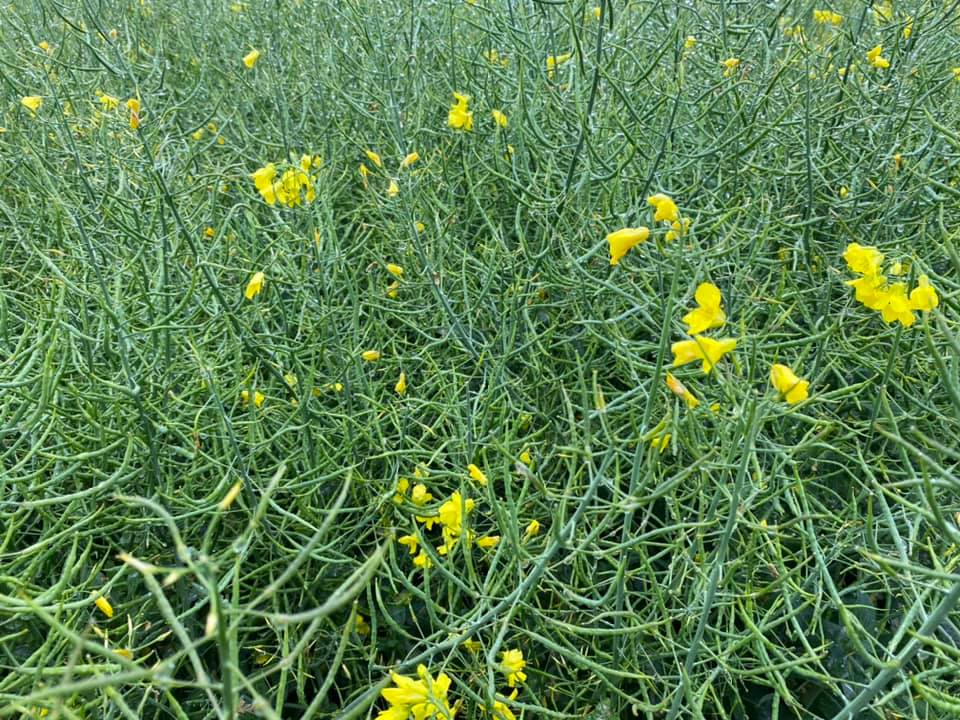 Pearce__Dairy's tweet photo. Osr podding up nicely https://t.co/gTEK1Izreu