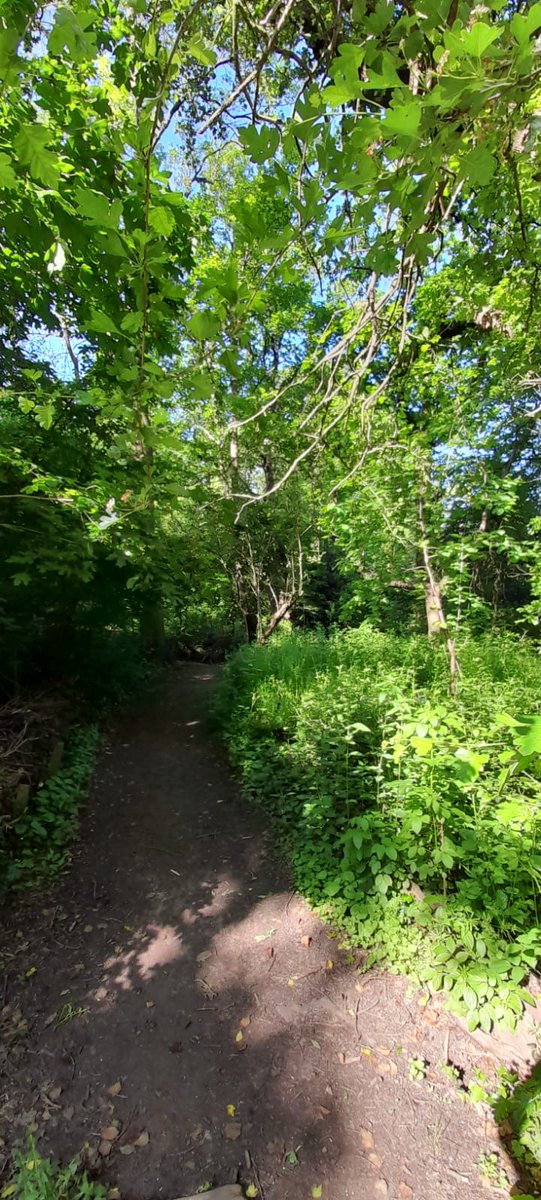 A beautiful morning in the wood. #southwarknature <a href="/TCVtweets/">The Conservation Volunteers (TCV)</a>
