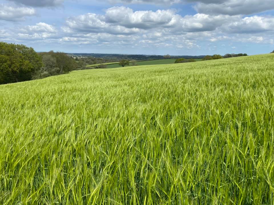 Pearce__Dairy's tweet photo. Valerie winter barley, minimal inputs on this crop, and looking nice and clean https://t.co/cBbcTrxoLM