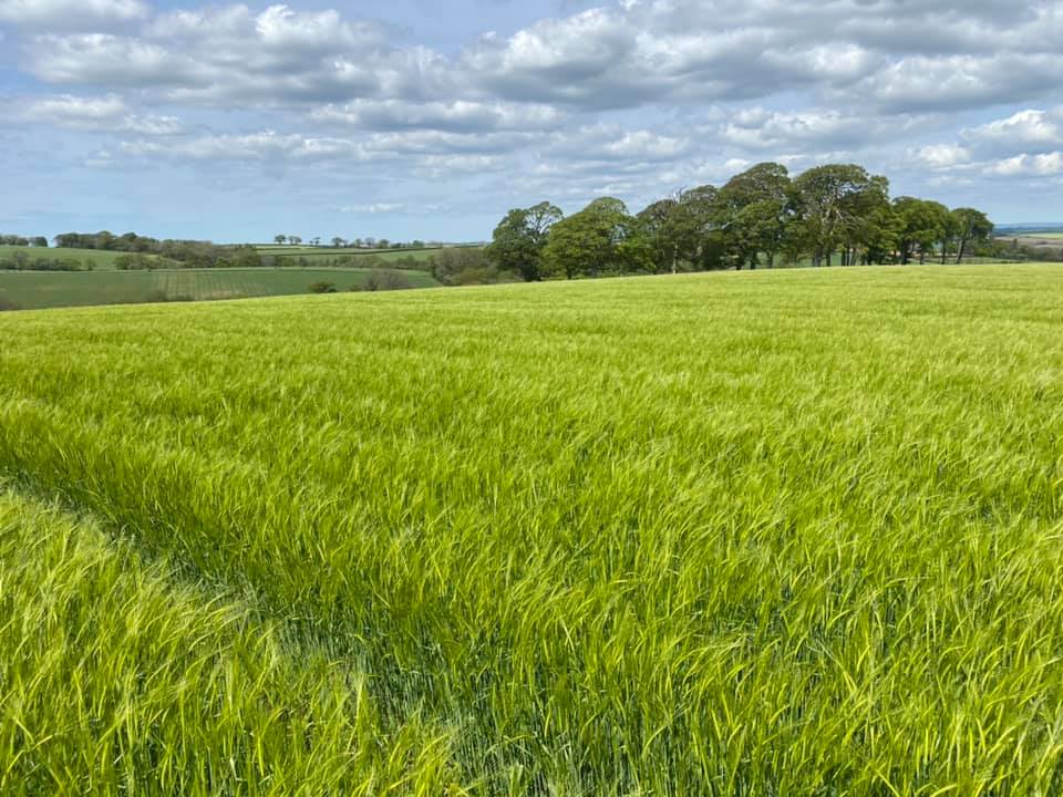 Pearce__Dairy's tweet photo. Valerie winter barley, minimal inputs on this crop, and looking nice and clean https://t.co/cBbcTrxoLM
