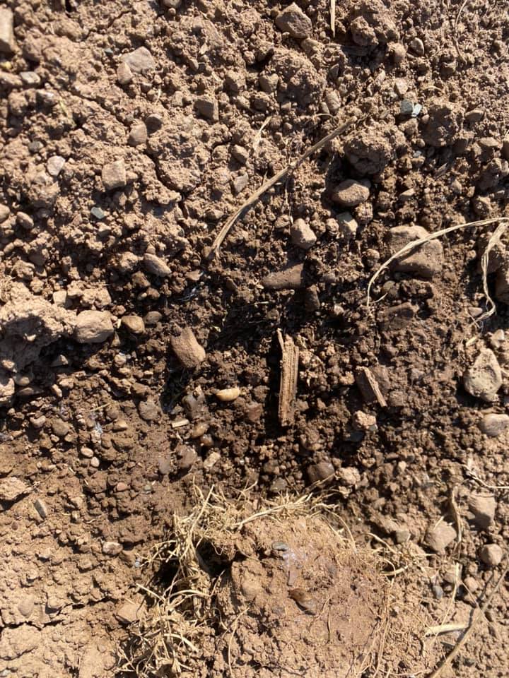 Pearce__Dairy's tweet photo. Slugs having a good go at emerging forage maize https://t.co/cO6YpnNJBg