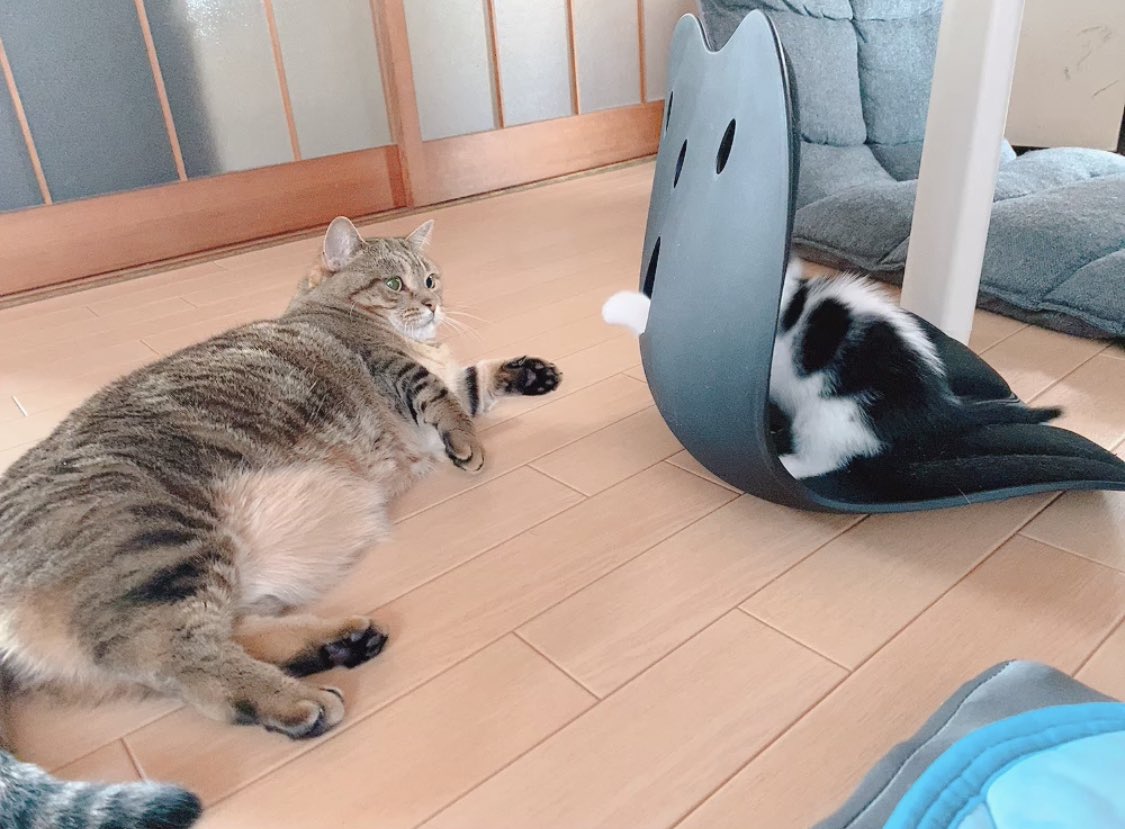 子猫さんの 遊んで 攻撃 に先住猫さんは 怒りのポーズ をするが それすらもかわいい様子 手加減してる Togetter 子猫さんの 遊んで 攻撃 に先住猫さんは 怒りのポーズ をするが それすらもかわいい様子 手加減してる Togetter