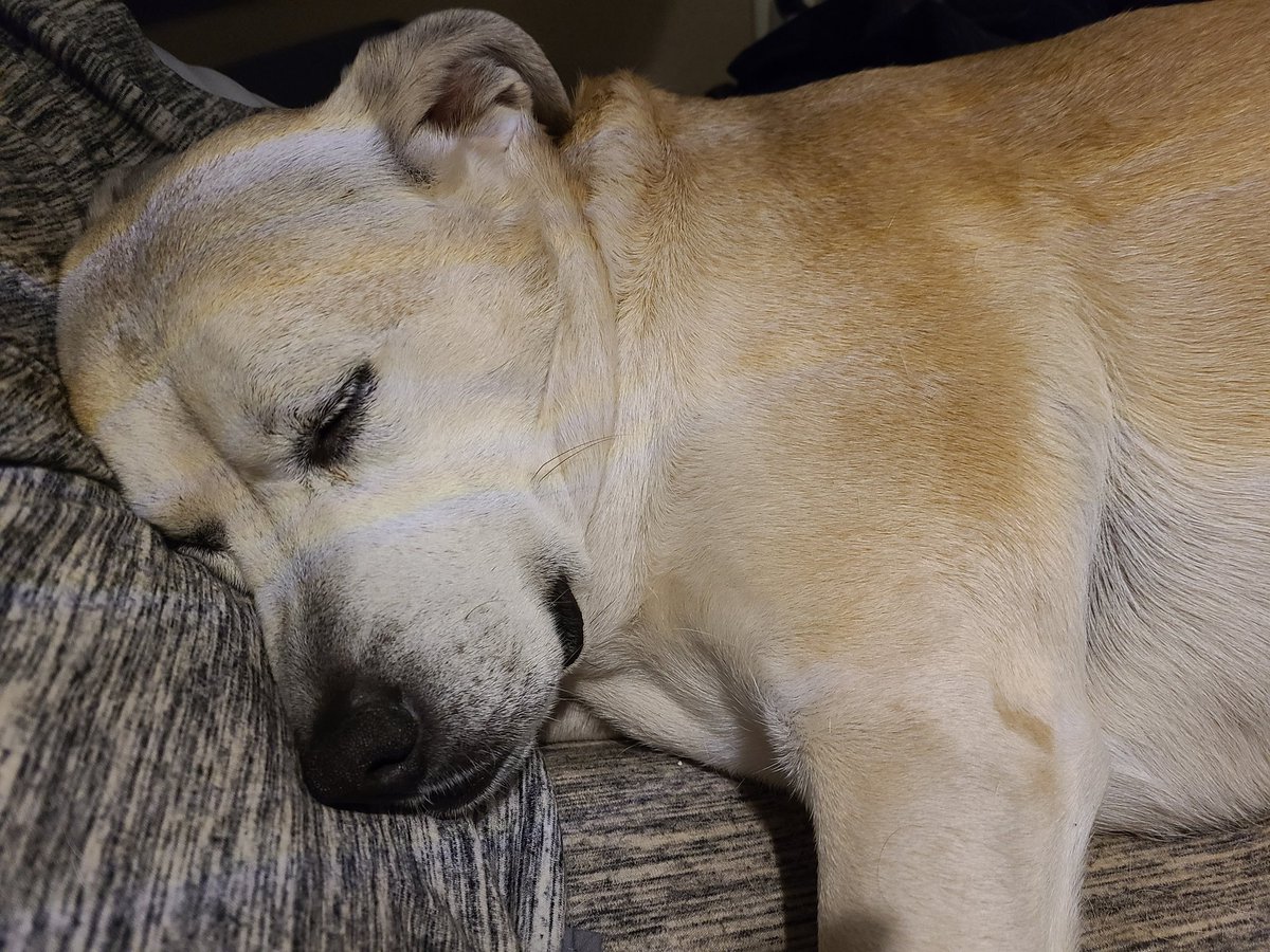 Pulse360bpm's tweet photo. @JerasIkehorn Juna napping after a hike https://t.co/wcJQNLgGp0