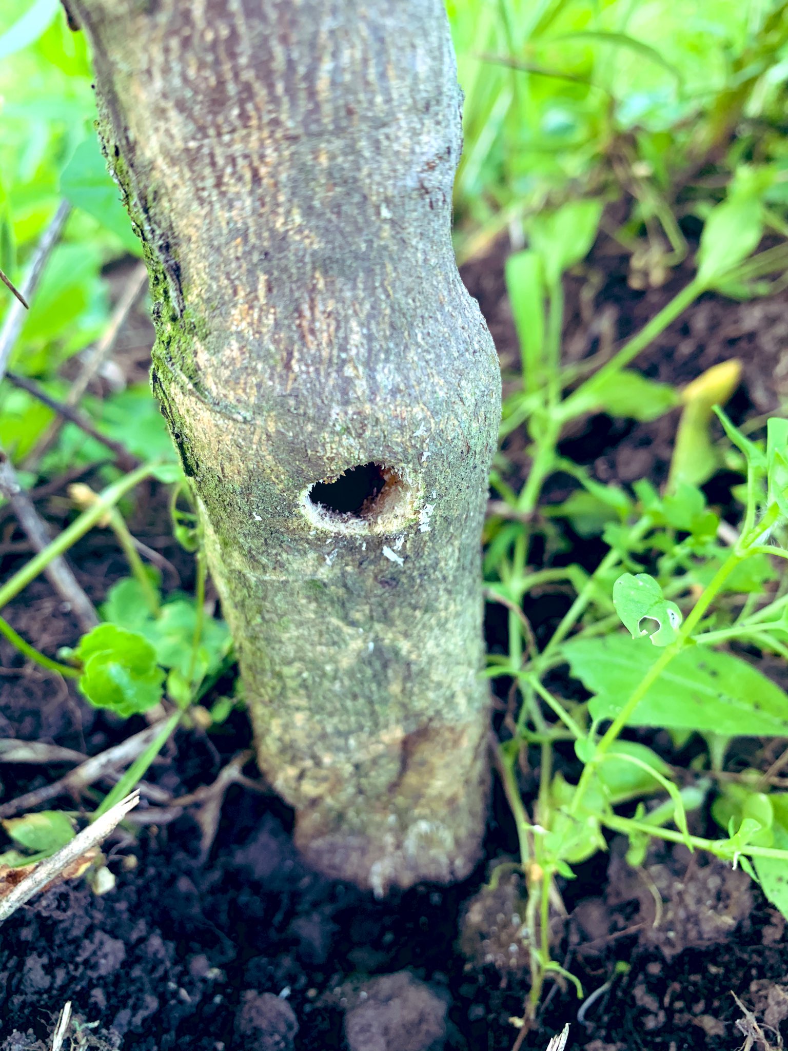 やまうち キツツキかと思ったわ 今日の夕方ゆず警備での見回り中に カミキリ虫2匹見つけて捕殺 居たところにこの穴 この穴に心折られる 柚 ゆず 有機栽培 カミキリムシ対策 詳しい方知恵をご教授ください T Co 3ygz1p9omm Twitter やまうち キツツキかと思ったわ 今日の夕方ゆず警備での見回り中に カミキリ虫2匹見つけて捕殺 居たところにこの穴 この穴に心折られる 柚 ゆず 有機栽培 カミキリムシ対策 詳しい方知恵をご教授ください T Co 3ygz1p9omm Twitter