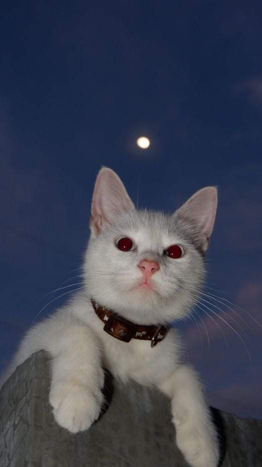 WeAssessCats's tweet photo. https://t.co/eLMpPVqlT0