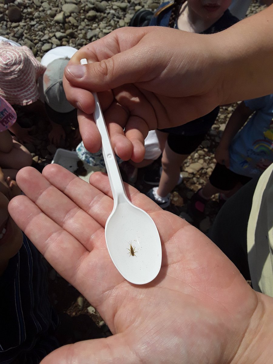 AoRpreschool's tweet image. River dipping! Kingfishers are taking part in #30DaysWild and the #RSPB_learning wild schools challenge throughout June. First activity today chosen by the children.
 #KingfishersClass #RiverSchool #outdoorlearning