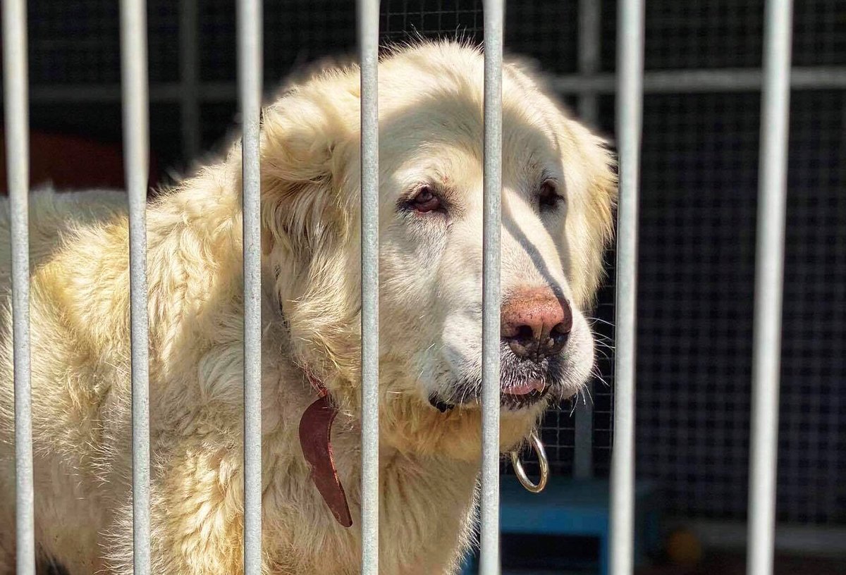 W #DzieńDziecka spieszymy z informacją o sytuacji naszych psich dzieci ze <a href="/AdoptujzPalucha/">SchroniskonaPaluchu</a>. Dyrekcja odmawia im odpowiednio długiego czasu na poznanie przyszłej rodziny, zbudowanie z nią więzi. Stawia na ilość, kosztem jakości adopcji. 

<a href="/JustynaGlusman/">Justyna Glusman</a> czekamy na komentarz ❗️