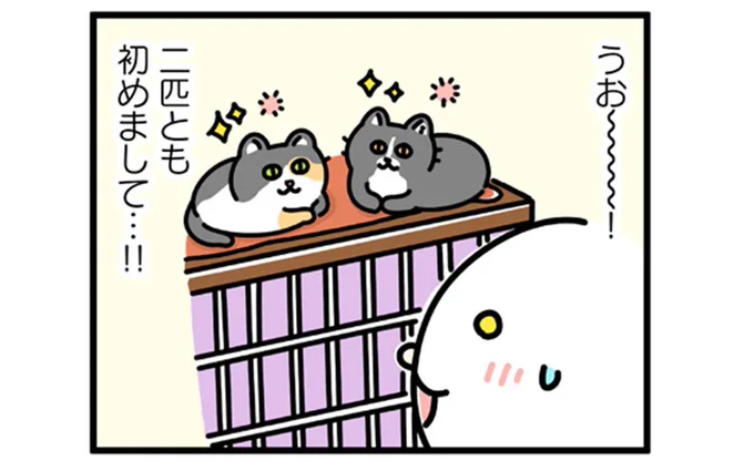 文春オンラインにて連載中「あざらし、猫をかう。」4話前編が更新されました!こちらから読めます! 