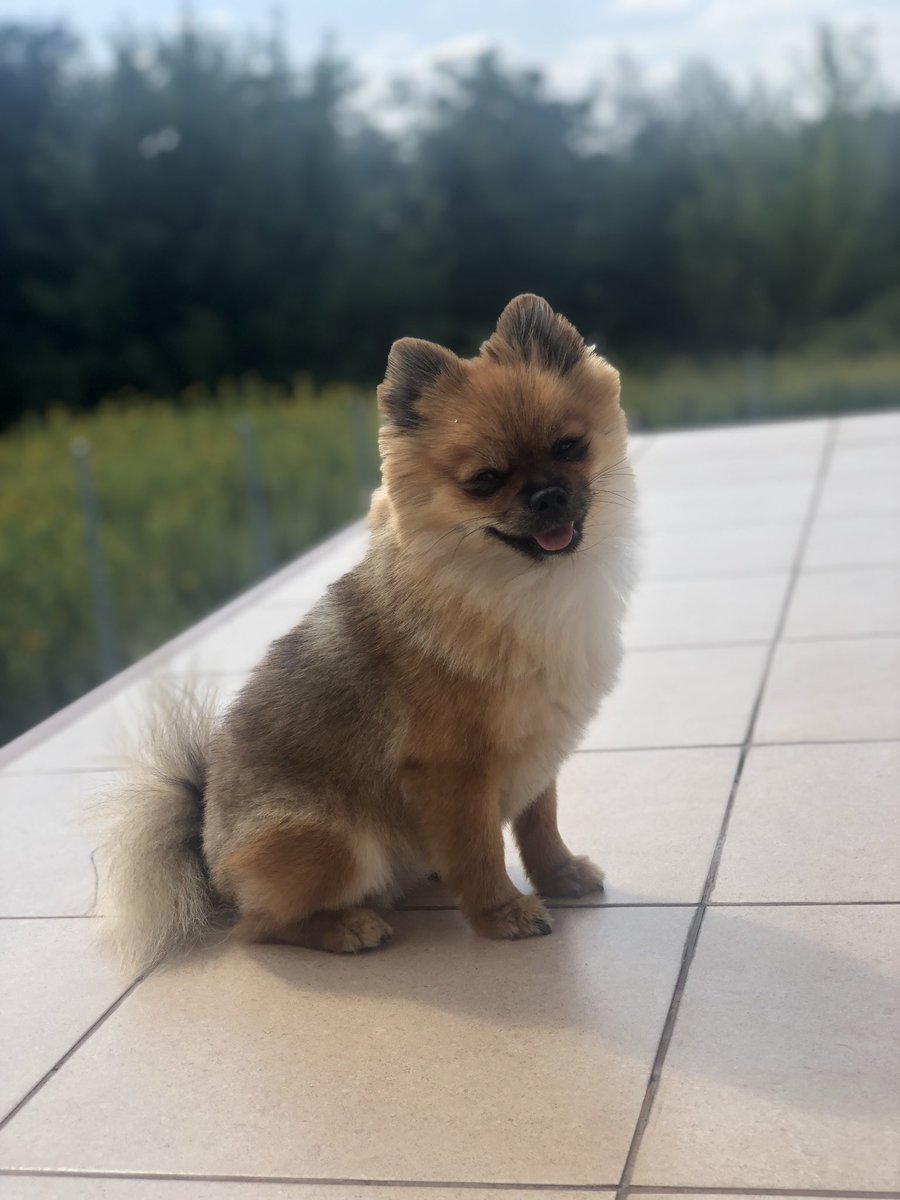 marcin52591221's tweet photo. ꫀꪖᥴꫝ  ꪮꪀꫀ  𝓽ꫝꫀ ᥇ꫀ𝘴𝓽  ᠻꪮ𝘳 𝘬𝓲ᦔ𝘴
❤️🐶🐶❤️
#mypuppy #mylove #myhappy #noemi #laila #day #kids #love #dog #boo #pomeranian #szpic https://t.co/MFLuMM6H8u