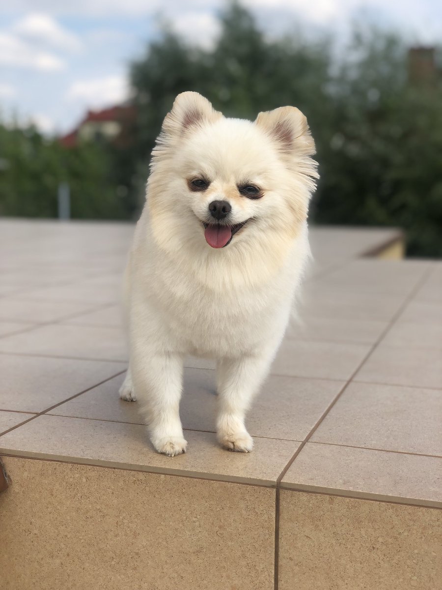 marcin52591221's tweet photo. ꫀꪖᥴꫝ  ꪮꪀꫀ  𝓽ꫝꫀ ᥇ꫀ𝘴𝓽  ᠻꪮ𝘳 𝘬𝓲ᦔ𝘴
❤️🐶🐶❤️
#mypuppy #mylove #myhappy #noemi #laila #day #kids #love #dog #boo #pomeranian #szpic https://t.co/MFLuMM6H8u