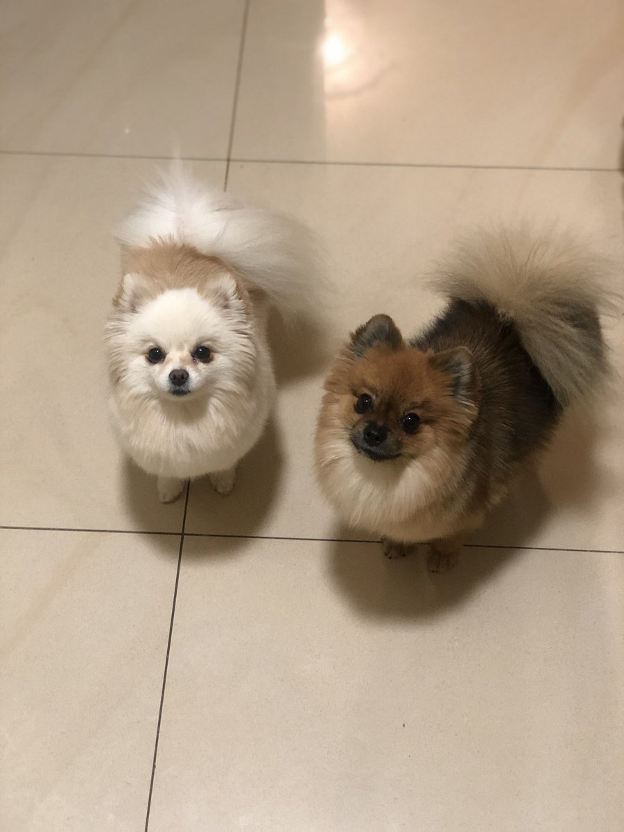 marcin52591221's tweet photo. ꫀꪖᥴꫝ  ꪮꪀꫀ  𝓽ꫝꫀ ᥇ꫀ𝘴𝓽  ᠻꪮ𝘳 𝘬𝓲ᦔ𝘴
❤️🐶🐶❤️
#mypuppy #mylove #myhappy #noemi #laila #day #kids #love #dog #boo #pomeranian #szpic https://t.co/MFLuMM6H8u