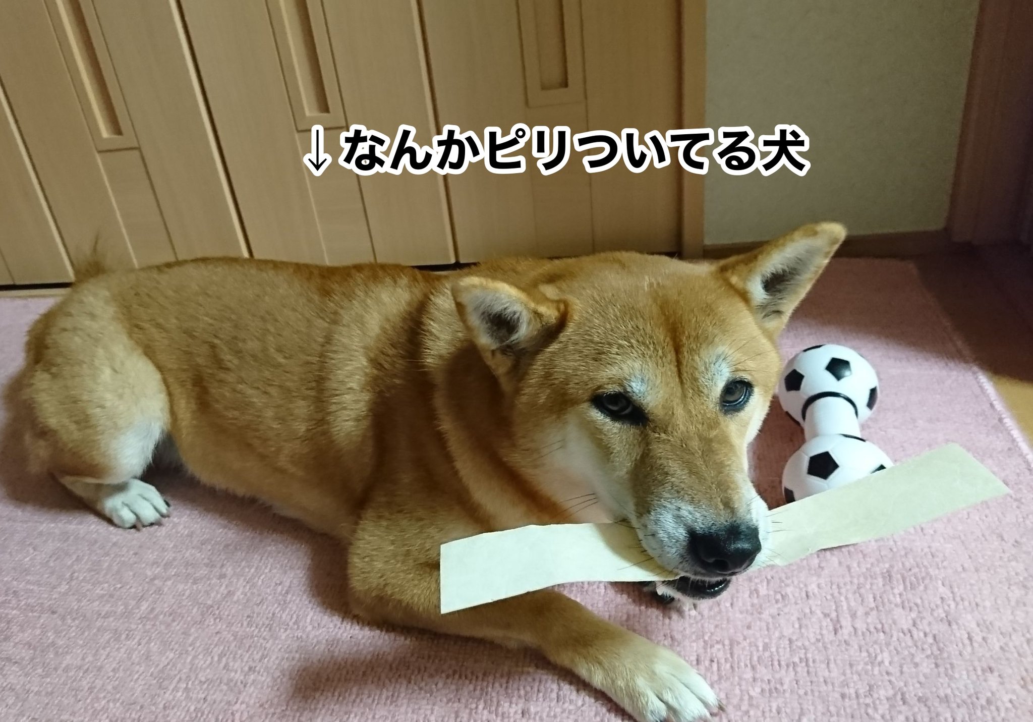 天野アマゾネス 昨日妹から聞いた犬の近況 なぜか大きいガムのときだけこうなるらしい T Co Vc7f1txa7f Twitter