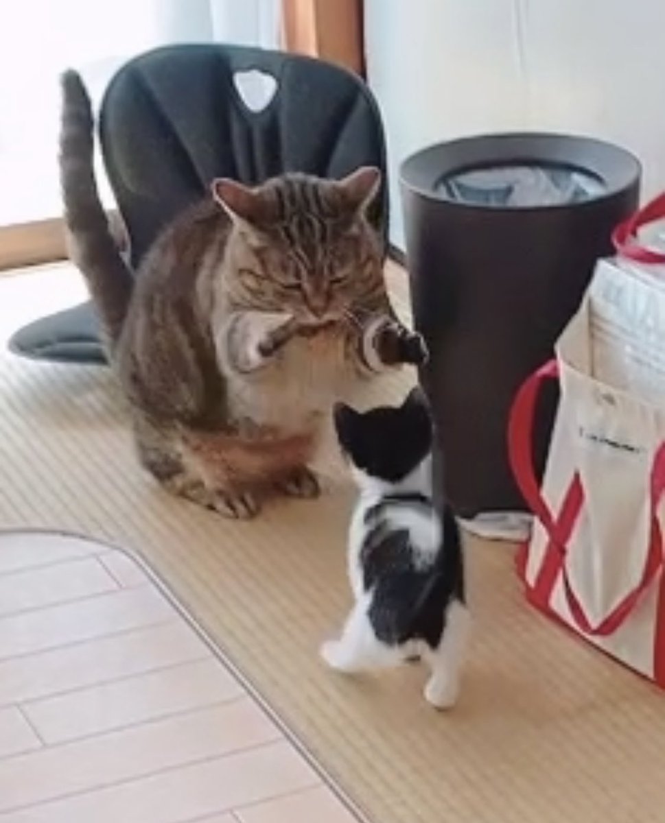 子猫さんの 遊んで 攻撃 に先住猫さんは 怒りのポーズ をするが それすらもかわいい様子 手加減してる Togetter 子猫さんの 遊んで 攻撃 に先住猫さんは 怒りのポーズ をするが それすらもかわいい様子 手加減してる Togetter