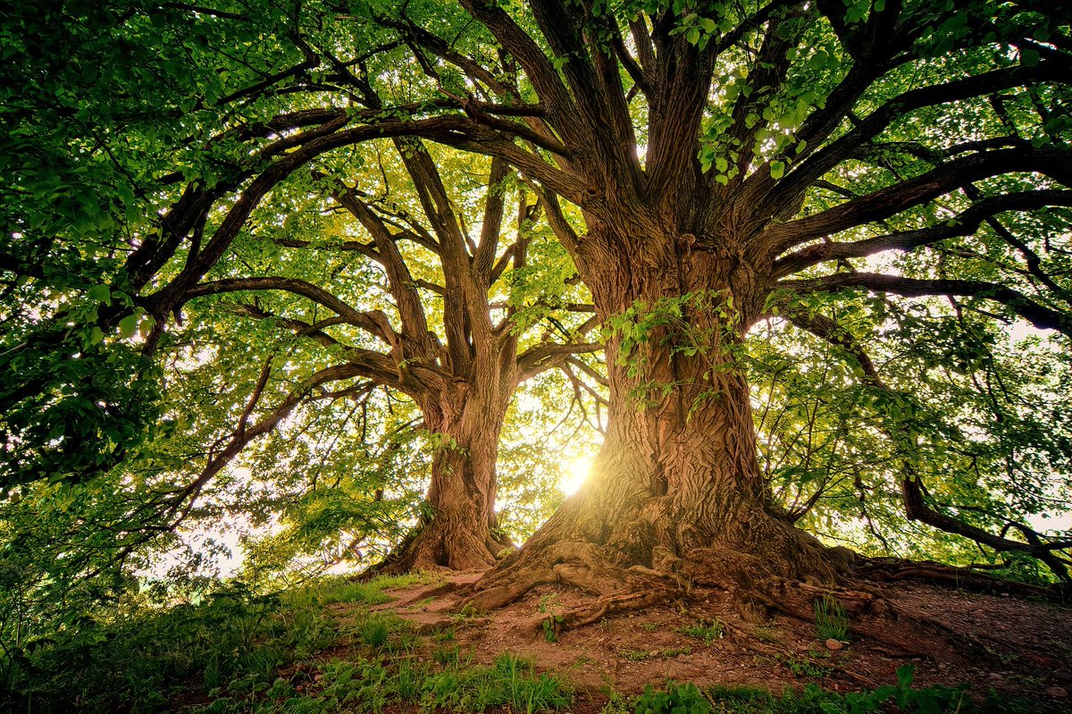 SEINonline's tweet photo. In diesem Artikel geht es um ein neues Verständnis von und über Natur und wie wir mit ihr zusammenleben https://t.co/YRdlNWiDwC https://t.co/TKQLckXOr4