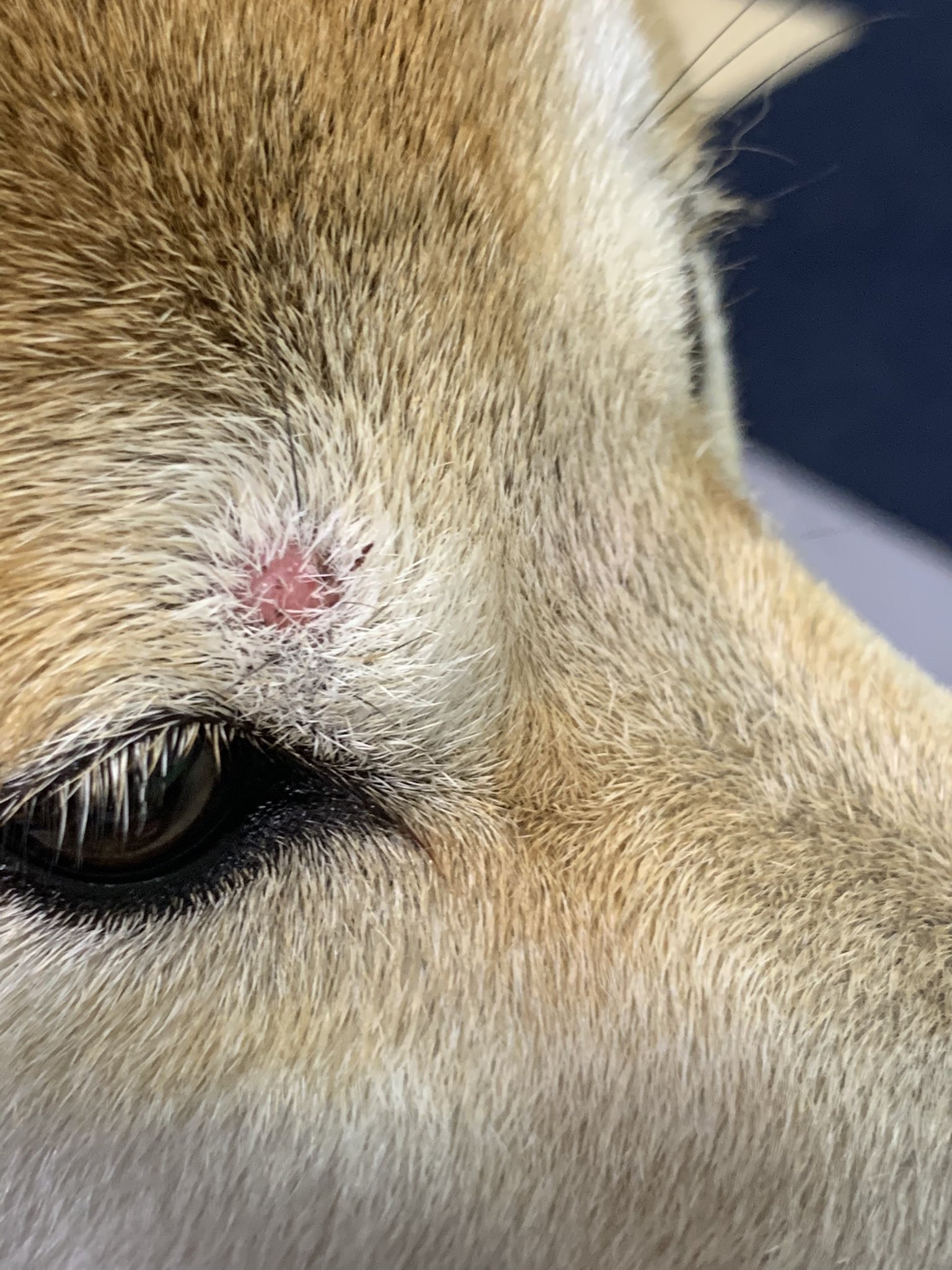 柴犬まる ルパン カサブタ取れたらイボになった 1週間飲み薬で症状変わらず 昨日から塗り薬と飲み薬で様子見 これはなんなのでしょうか 柴犬まる 犬 犬イボ T Co 8qvgnkdaeo Twitter