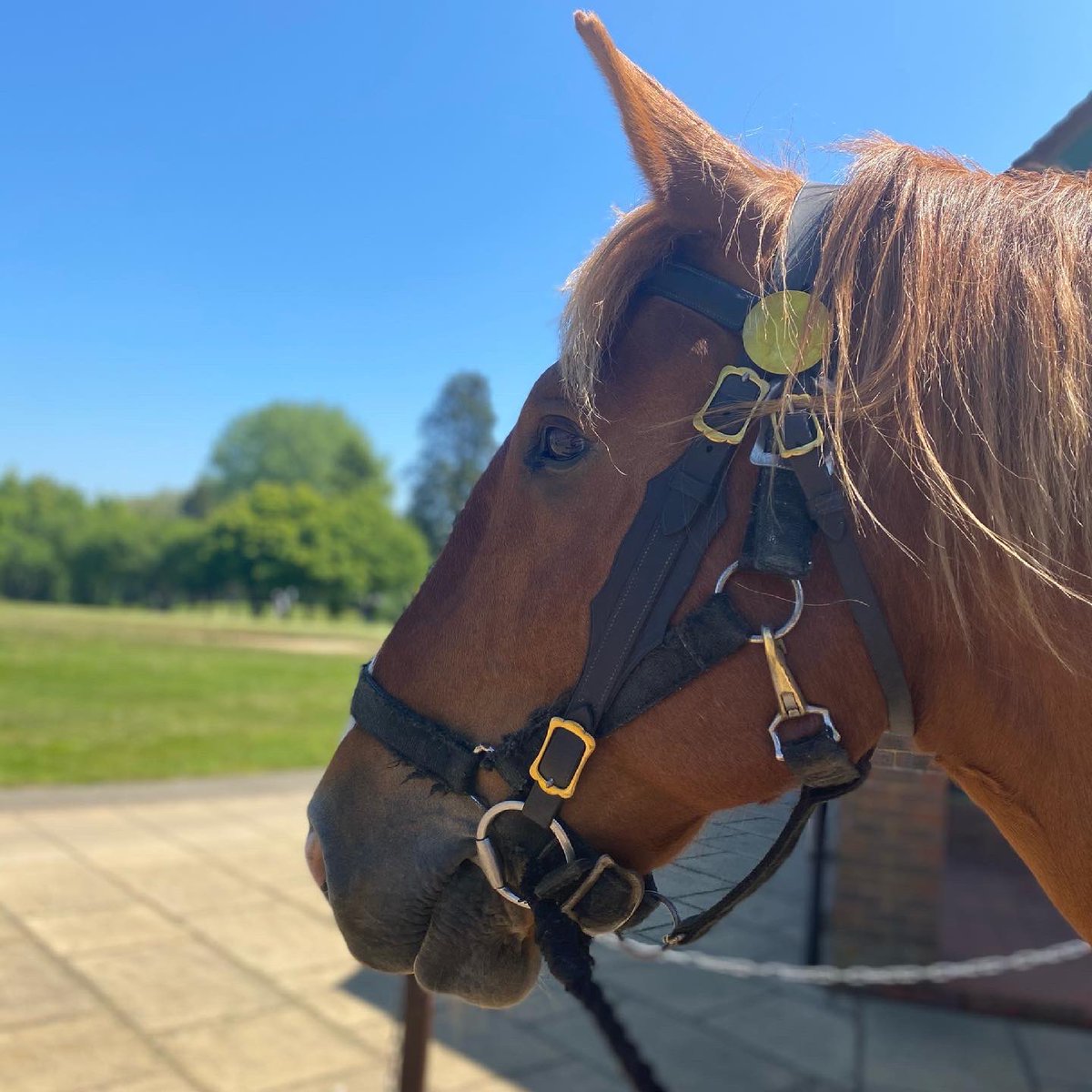 Yesterday, the sun was shining for our inaugural Suffolk Punch Trophy #Golf Competition (Order of Merit).
We are pleased to say we raised over £1000, which has been split equally between <a href="/suffolkpunch/">Suffolk Punch Trust</a> and <a href="/SuffolkHorseS/">SuffolkHorse Society</a>.
#Suffolk #suffolkpunch #charity 

uffordpark.co.uk/news-blog/post…