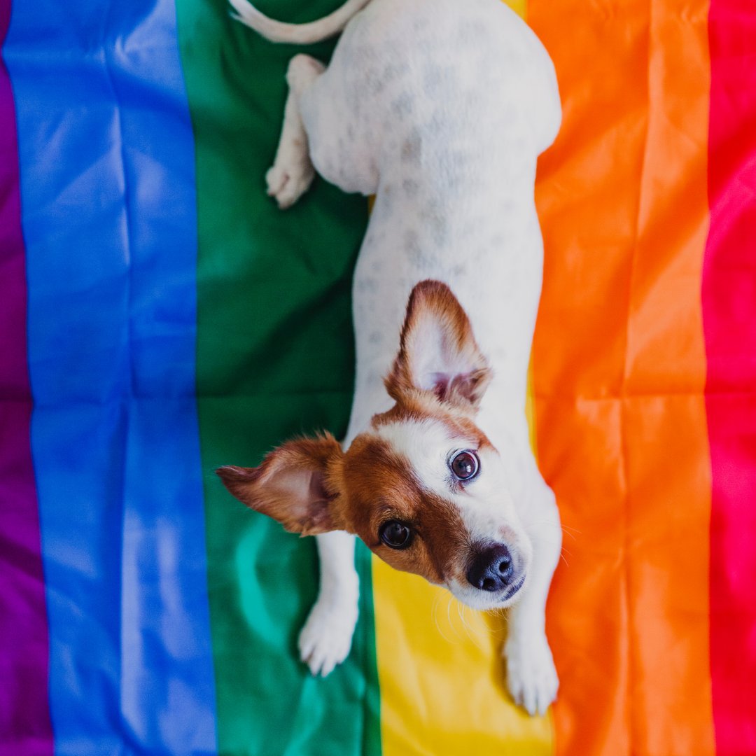Happy #PrideMonth! We are so thankful to our amazing LGBTQ+ volunteers who give their time and energy to helping others through animal-assisted therapy. This month, and every month, we celebrate you! 🏳️‍🌈