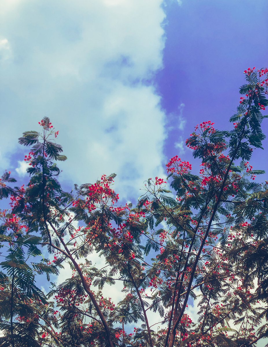 As <a href="/Renniphotograph/">Renni</a> said, flowers and sunsets. 😁