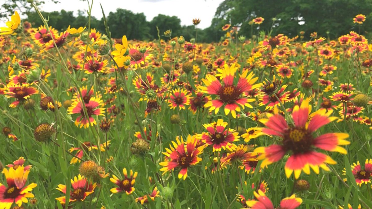 TPWDparks's tweet image. Is it us, or are wildflowers still going strong? 

#TXStateParks #Texas