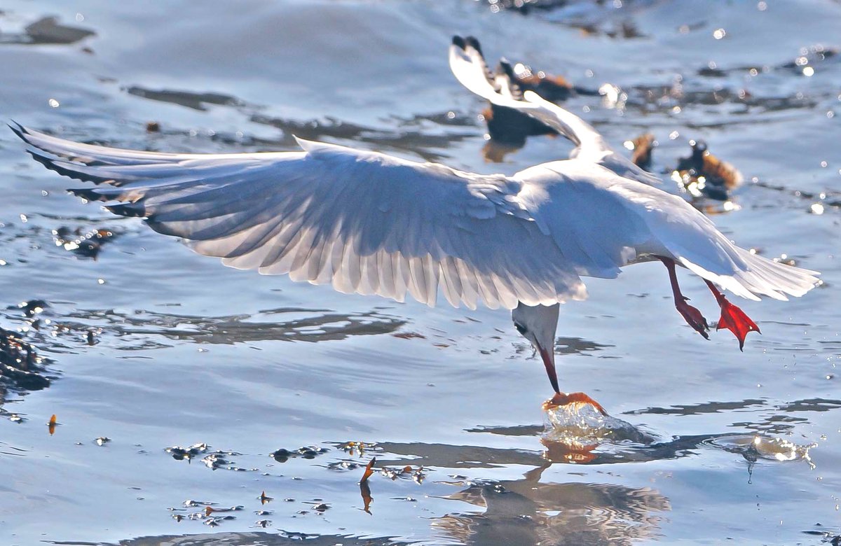Zo’n twintig #garnalenvissers willen gebruik gaan maken van een uitkoopregeling. Deze niet....#waddenzee #HH.