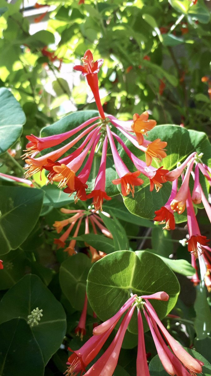 lacsd's tweet photo. 🦋 #HappyJuneBirthday 🦋
#Honeysuckle is the other beautiful #JuneBirthFlower,
growing on shrubs or vines, perfect for planting in the garden to attract hummingbirds and butterflies.
Some 180 blossom species are documented, often used in tasty culinary, and powerful medicinal. https://t.co/PlBpgeCP5p