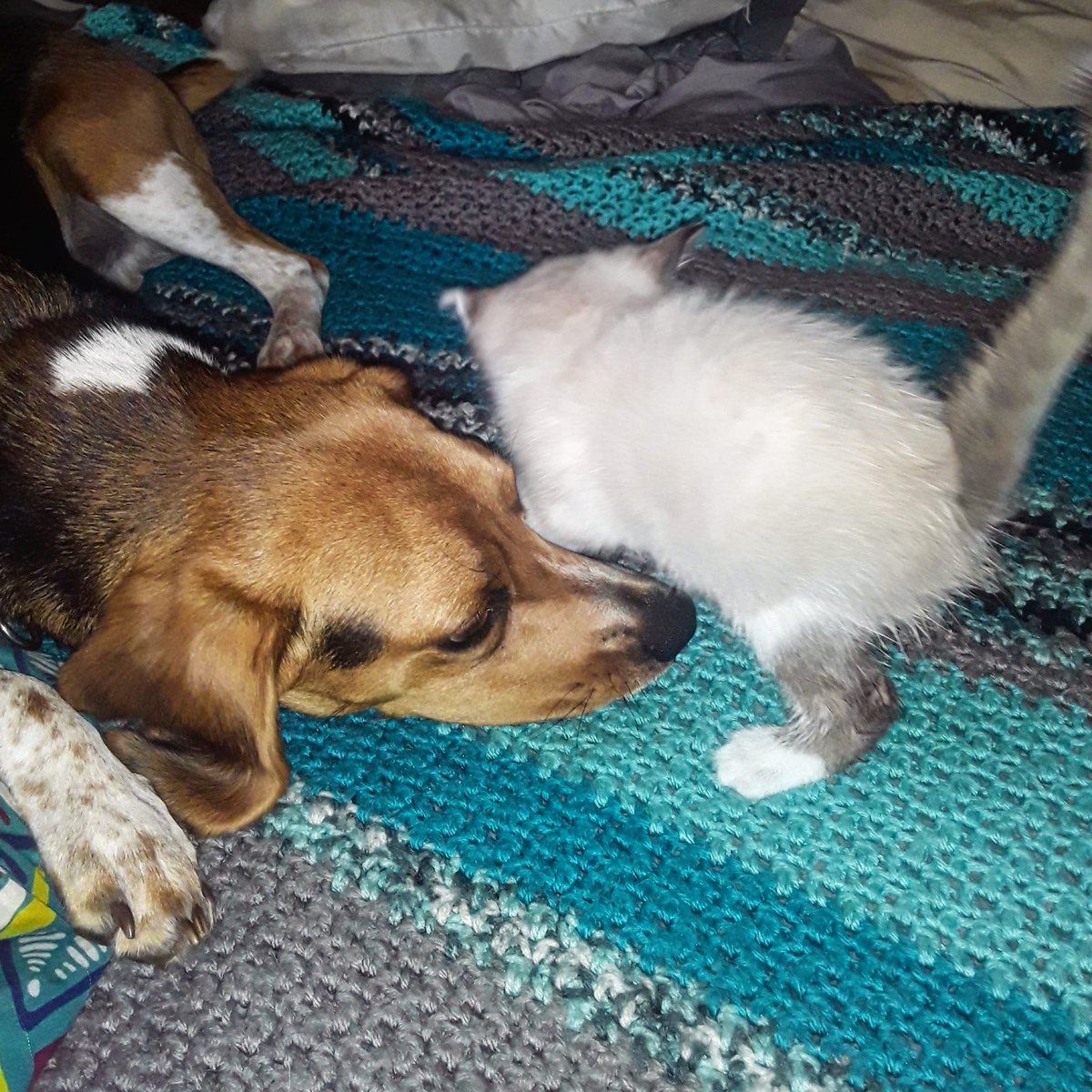 Lil meow I think I like you #beaglelife #puppylove