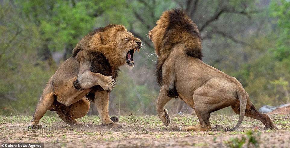 benjas_fc's tweet photo. @leones_cf @EstrellaNacion1 ¡Mucha suerte en el partido de hoy! No pasamos por nuestro mejor momento en cuanto a resultados, pero un derbi es un derbi. Vamos a dar pelea, eso seguro. 😜 https://t.co/53Mh3JiNfi