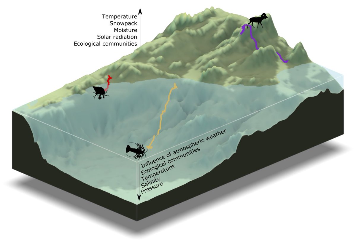 Birds, bighorn, lobsters, and even people undergo vertical migrations in landscapes of relief. We explore how they navigate seasonal niche space, and what future climate change has in store for these terrestrial and marine mountaineers.

Open access: doi.org/10.1111/ecog.0…