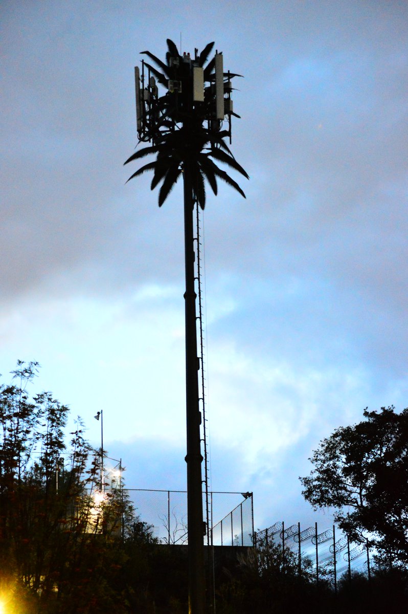 teloram's tweet photo. Torres #monopolo camufladas de #palmera.
En Teloram también diseñamos estructuras que se adapten a su entorno y a las necesidades de cada cliente.#SitiosTeloram
.
.
.
#infraestrutura #infrastructure #infrastruktur #antena #networkingbusiness #construcción #construcciones https://t.co/zucVxyoUcs